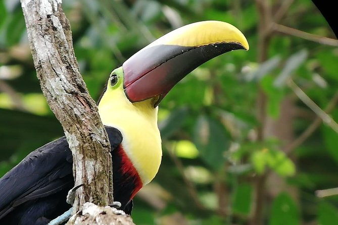 manuel-antonio-national-park-guided-tours