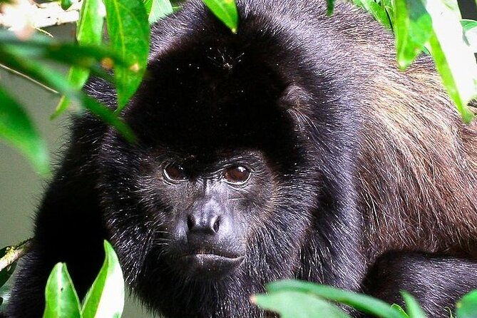 manuel-antonio-national-park-guided-walk