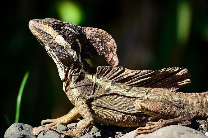 manuel-antonio-national-park-guided-walk
