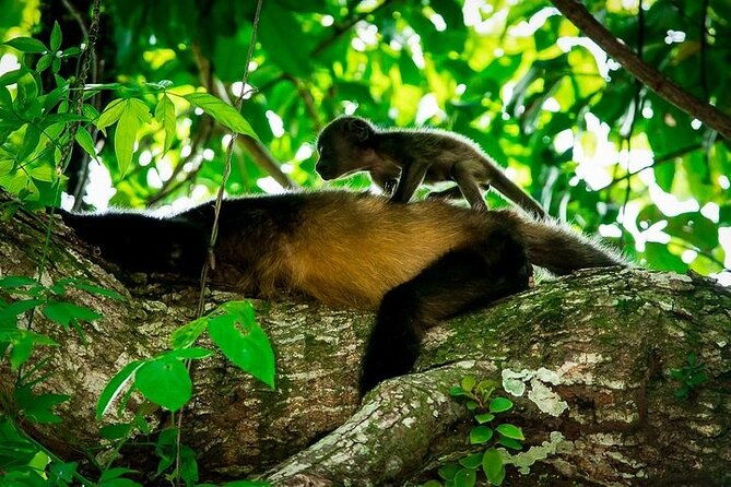 manuel-antonio-national-park-guided-walk