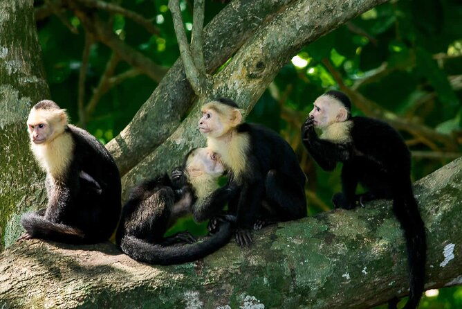 manuel-antonio-national-park-guided-walk