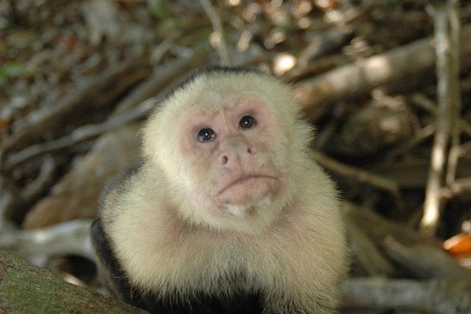 manuel-antonio-national-park-hiking-tour