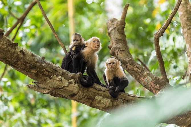 manuel-antonio-national-park-one-day-tour-from-san-jose