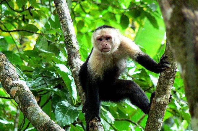 manuel-antonio-national-park-tour-from-san-jose