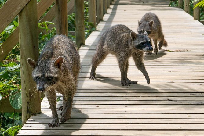 manuel-antonio-national-park-transportation