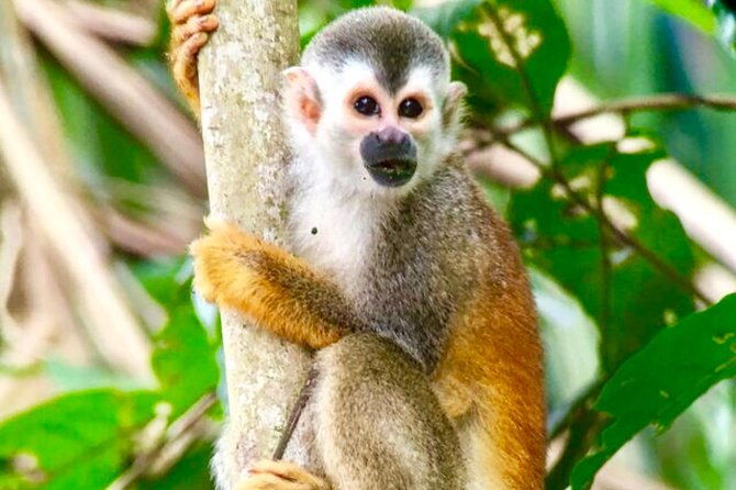 manuel-antonio-national-park-wildlife-tour