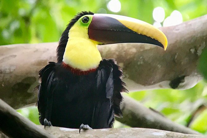 manuel-antonio-national-park-wildlife-tour