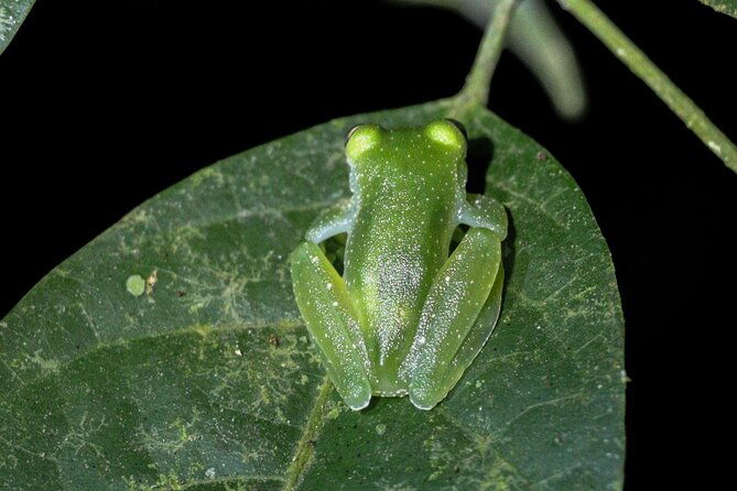 manuel-antonio-night-jungle-tour