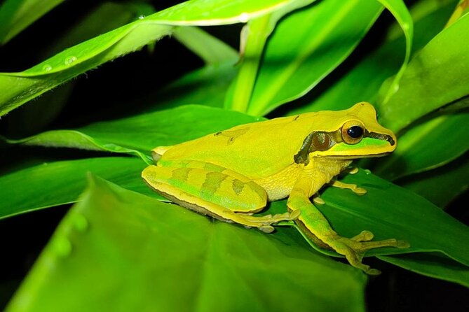 manuel-antonio-night-jungle-tour