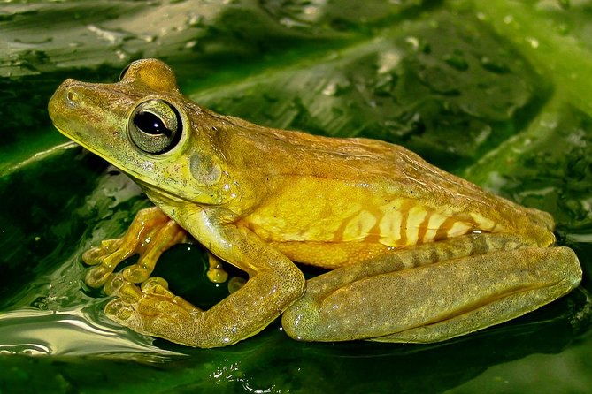 manuel-antonio-park-nature-guided-tour-with-a-nature-specialist