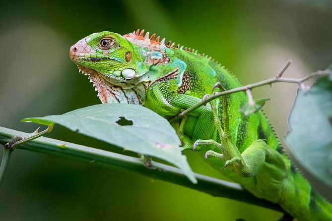 manuel-antonio-park-nature-guided-tour-with-a-nature-specialist