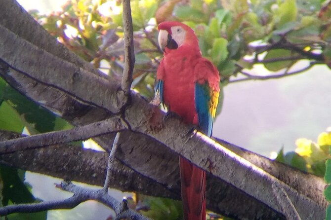 manuel-antonio-rain-forest-park-and-beach-tour
