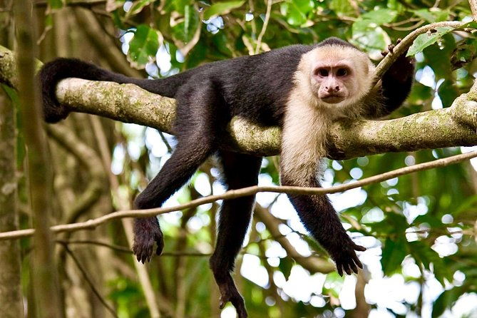 manuel-antonio-rain-forest-park-and-beach-tour