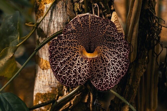 manuel-antonio-villa-vanilla-spice-tour