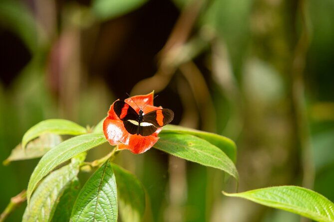 manuel-antonio-villa-vanilla-spice-tour