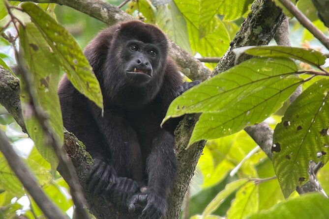 manuel-antonio-with-mauro-tickets-not-included