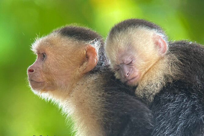 manuel-antonio-with-mauro-tickets-not-included