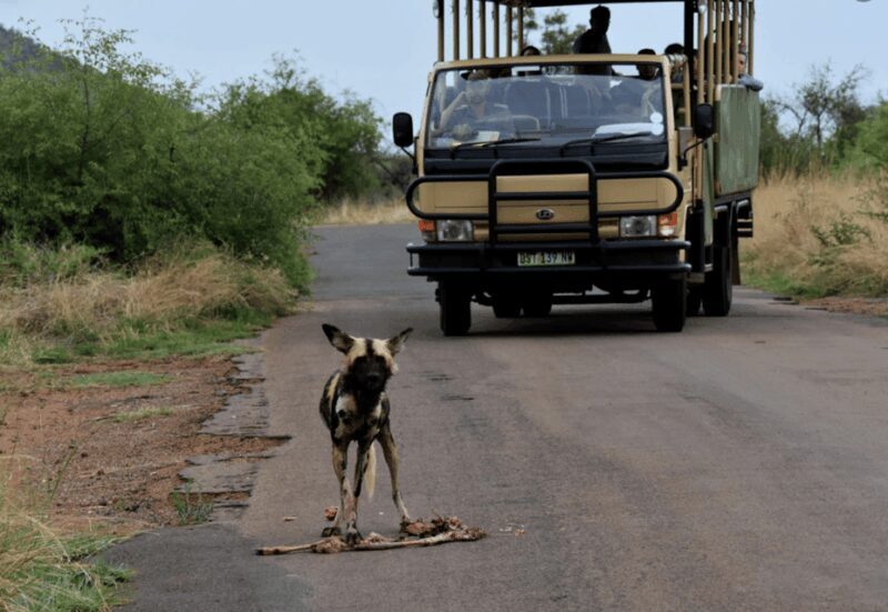 Manyane: 6HGame Drive with Lunch - Final Thoughts