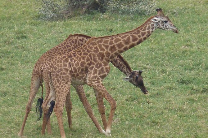 Manyara and Ngorongoro Crater - What’s Included & What’s Not