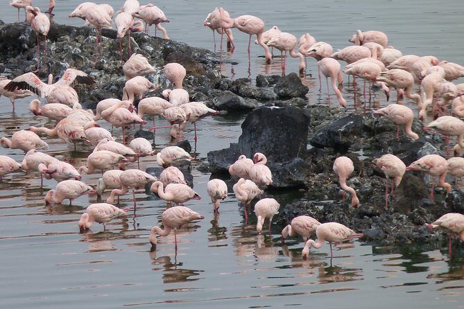 Manyara and Ngorongoro Crater - The Sum Up: Is This Tour Right for You?