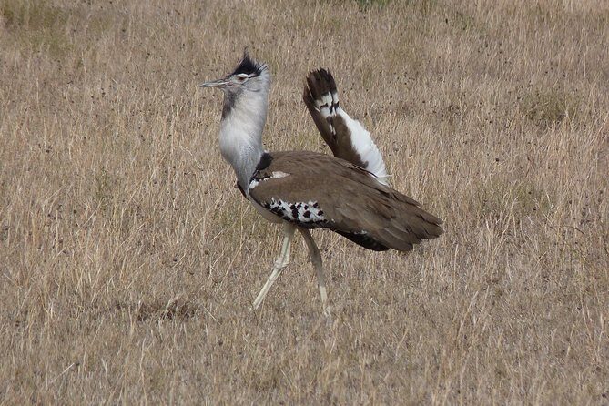 Manyara and Ngorongoro Crater - FAQ