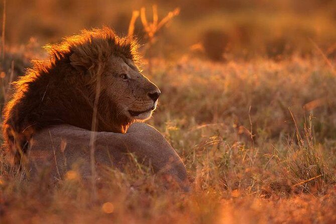 MANYARA & TARANGIRE - 4 Days - A Practical Overview of the 4-Day Tanzania Safari