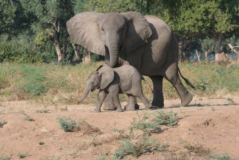 Maputo: 2-Day Hlane National Park Adventure - Maputo: 2-Day Hlane National Park Adventure