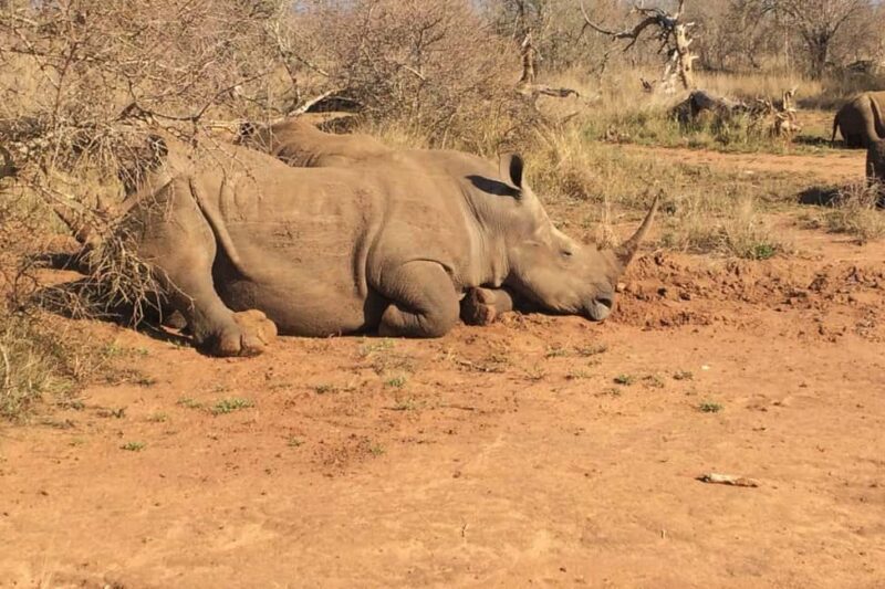 Maputo: 2-Day Hlane National Park Adventure - Transportation, Guides, and Value