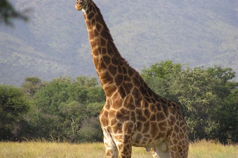 Maputo: 2-Day Hlane National Park Adventure - What Makes This Tour Special