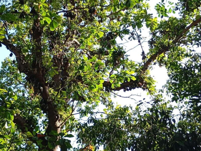 Maputo downtown walking tour - FAQ
