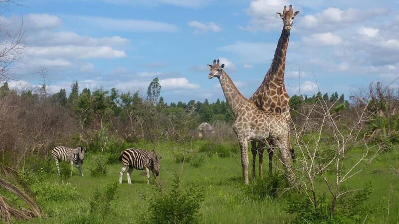 Maputo Reserve National Park: Epic One-Day Safari - Discovering the Maputo Reserve: What’s in Store?