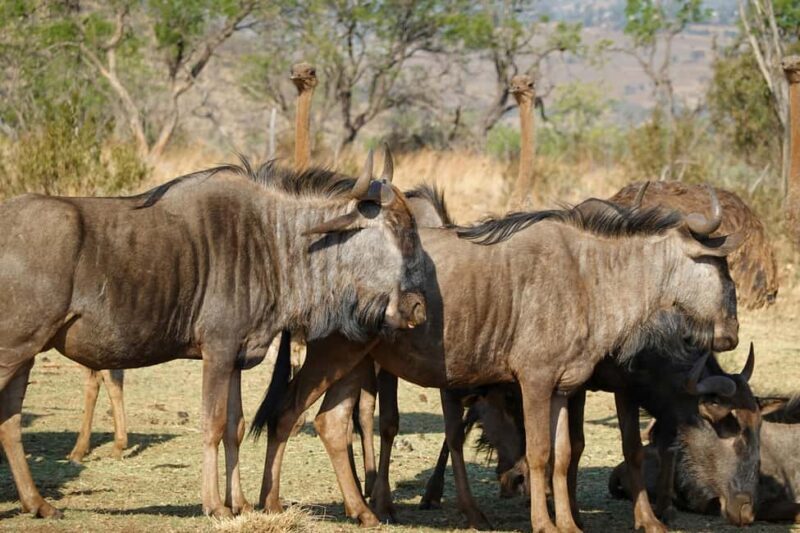 Mara Majesty & Nakuru Splendor  4-Day Wildlife Safari - A Detailed Look at the 4-Day Safari