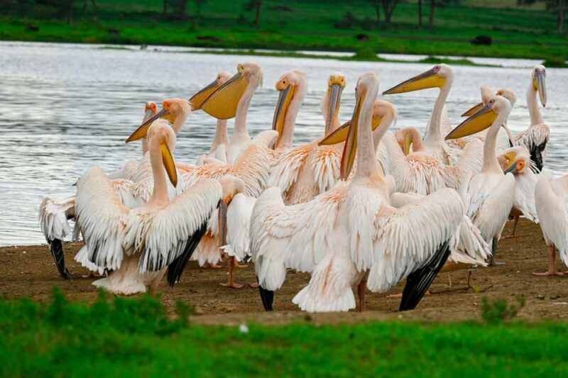 Mara Majesty & Nakuru Splendor  4-Day Wildlife Safari - The Sum Up