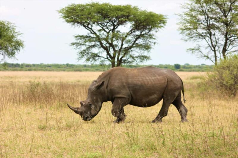Mara Majesty & Nakuru Splendor  4-Day Wildlife Safari - FAQ