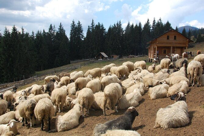 maramures-day-tour-trip-start-in-bucovina-end-in-sighetu-m