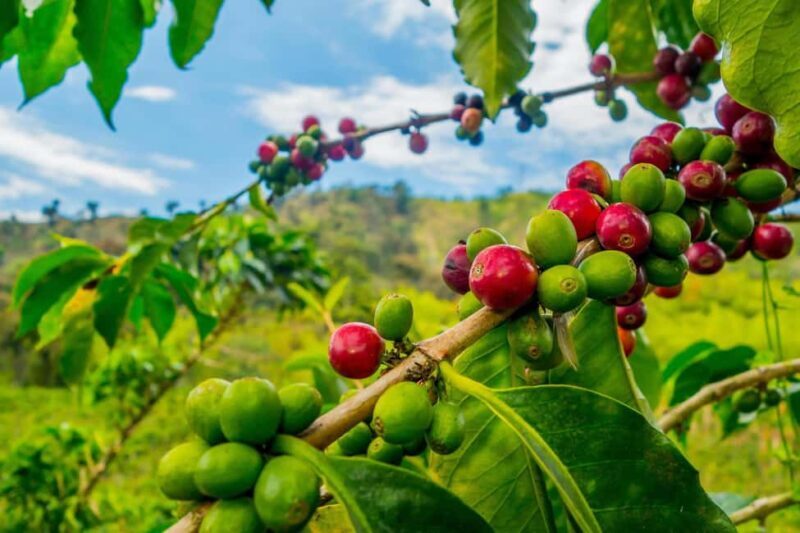 Marangu: Traditional Village Tour with Chagga Experience - A Closer Look at Marangu Village and the Tour Experience