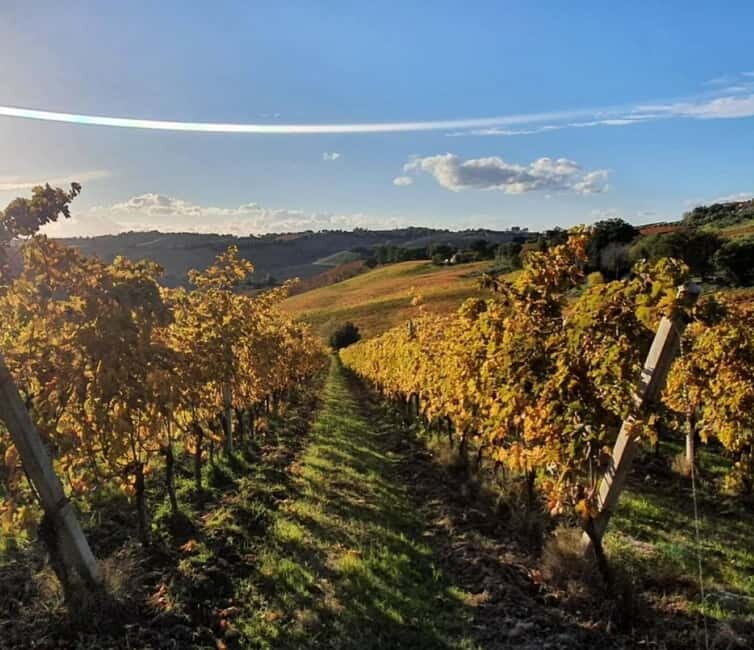 Marche Wines: Explore the Richness of Local Flavors - Final Thoughts: Is It Worth It?