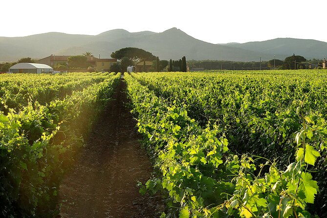marchesale-wine-tasting-and-tour-in-bolgheri-retrospective
