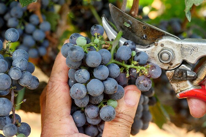 marchesale-wine-tasting-and-tour-in-bolgheri-retrospective