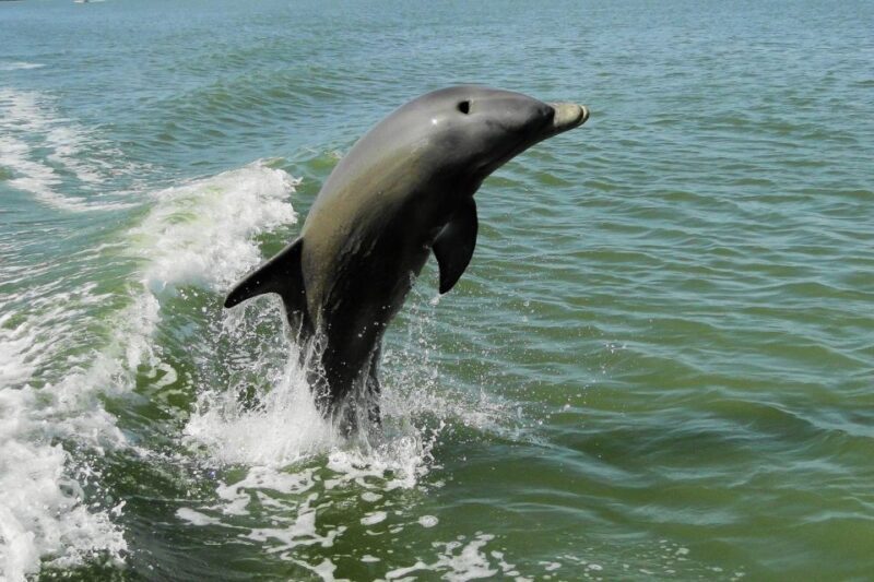 Marco Island: 10,000 Islands Shelling Boat Tour - What Youll Find on the Beaches