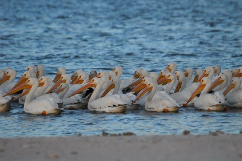 Marco Island: 10,000 Islands Shelling Boat Tour - Final Thoughts