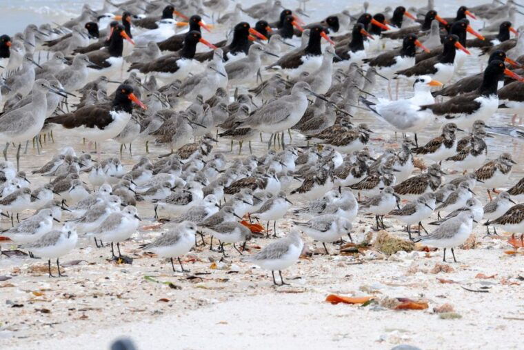 marco-island-2-hour-dolphin-birding-and-shelling-tour-2