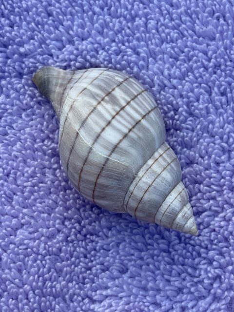 Marco Island: Dolphin, Shelling, Beach & Ten Thousand Island - An In-Depth Look at the Tour Experience