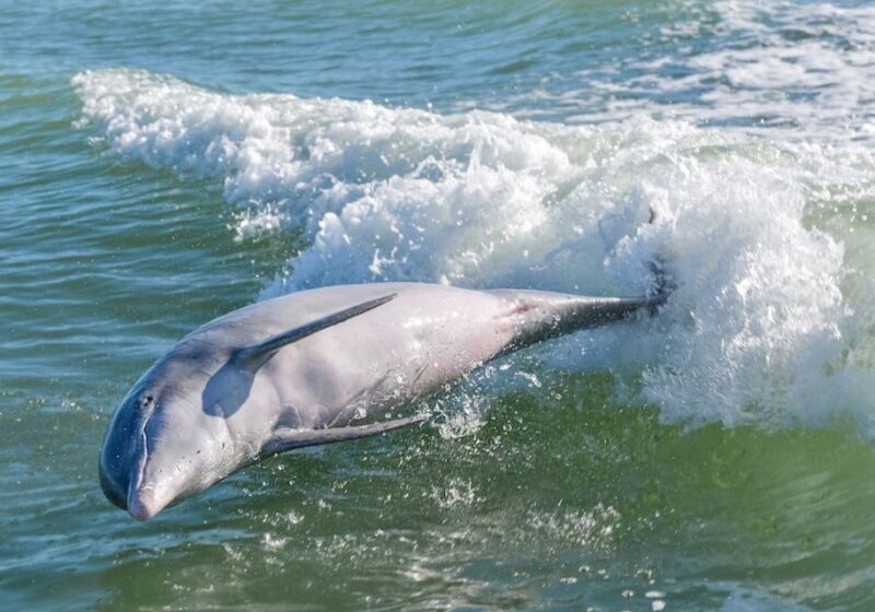 Marco Island: Dolphin, Shelling, Beach & Ten Thousand Island - Authenticity and Feedback from Travelers