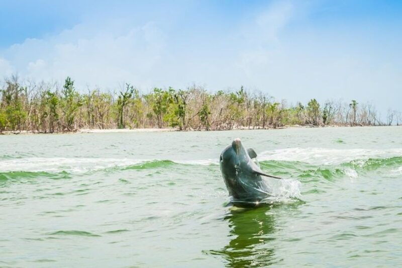 marco-island-dolphin-watching-boat-tour