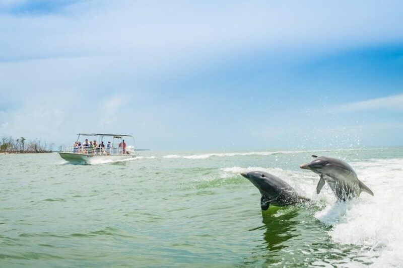 marco-island-dolphin-watching-boat-tour