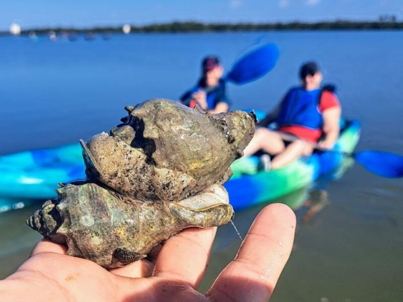 marco-island-kayak-mangrove-ecotour-in-rookery-bay-reserve