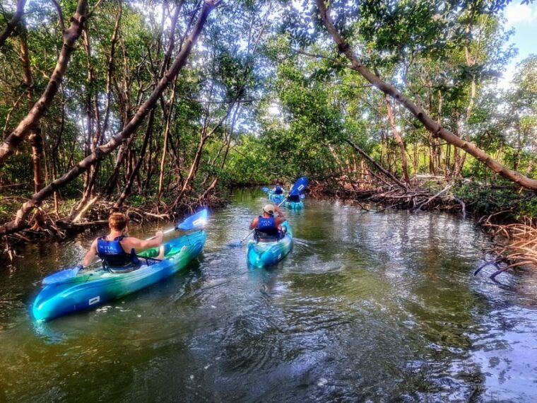 marco-island-kayak-mangrove-ecotour-in-rookery-bay-reserve