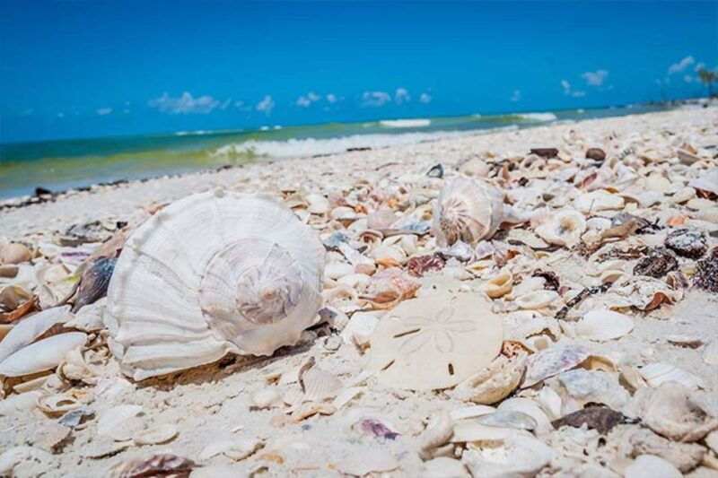 marco-island-shelling-and-sightseeing-boat-cruise