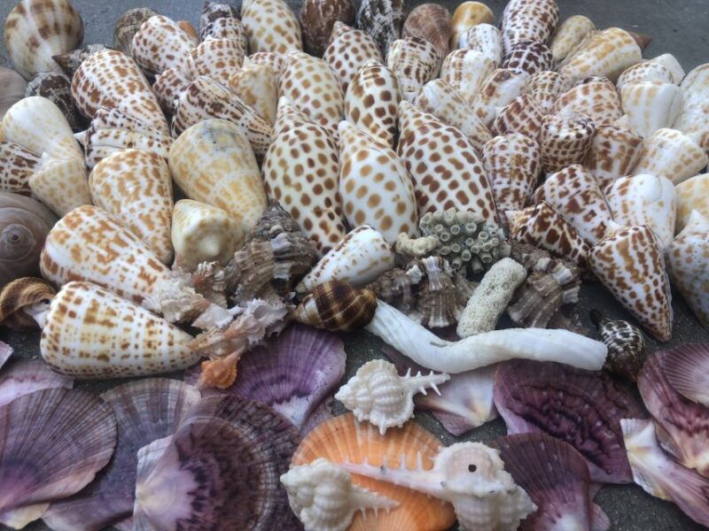 marco-island-shelling-and-sightseeing-boat-cruise